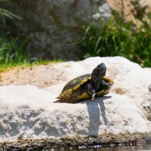 Turtle In The Pond