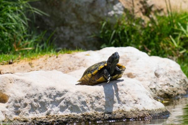 Turtle In The Pond