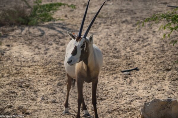 Oryx in Dhahran Cantuary