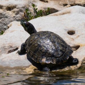Turtle In The Dhahran Duck Pond