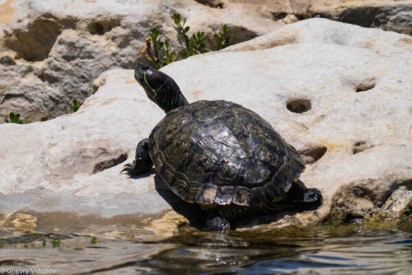 Turtle In The Dhahran Duck Pond