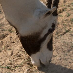 Oryx In The Dhahran Santuary