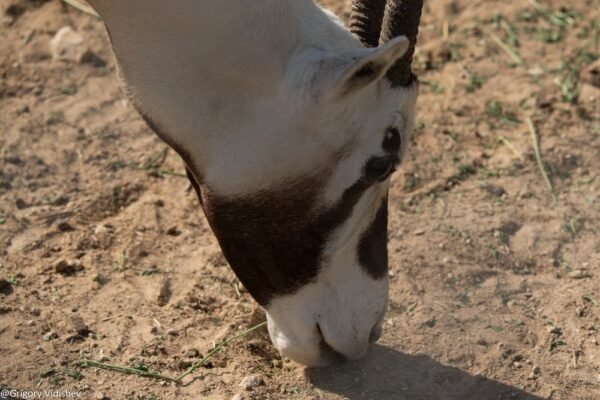 Oryx In The Dhahran Santuary