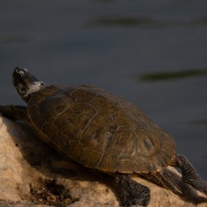 Turtle In The Dhahran Duck Pond