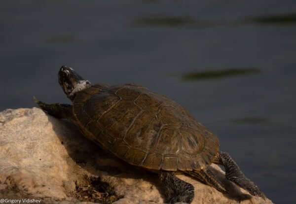 Turtle In The Dhahran Duck Pond