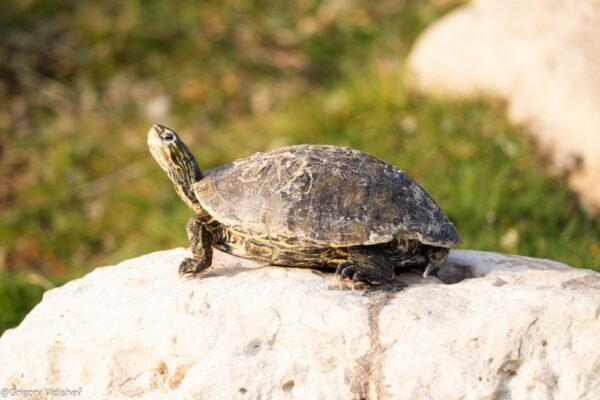 Turtle In The Dhahran Duck Pond