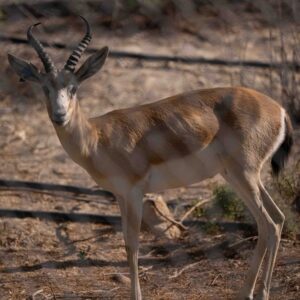 Gazelle In Dhahran Santuary