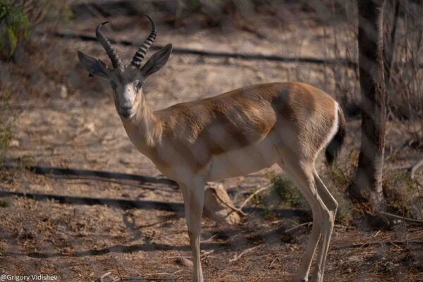 Gazelle In Dhahran Santuary