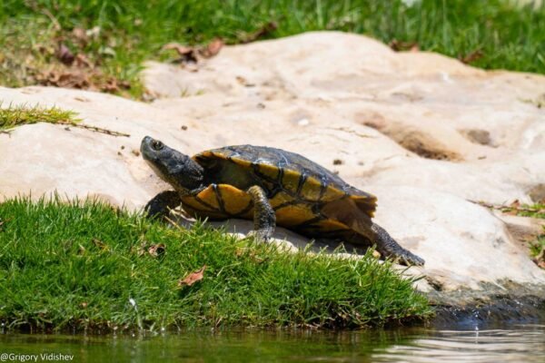 Turtle In The Dhahran Duck Pond