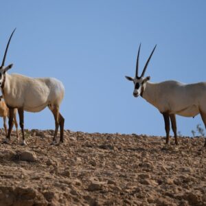Family Or Oryxes In The Dhahran Sanctuary