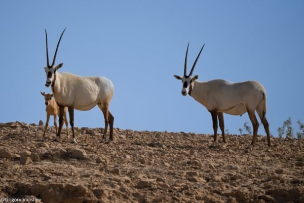 Family Or Oryxes In The Dhahran Sanctuary