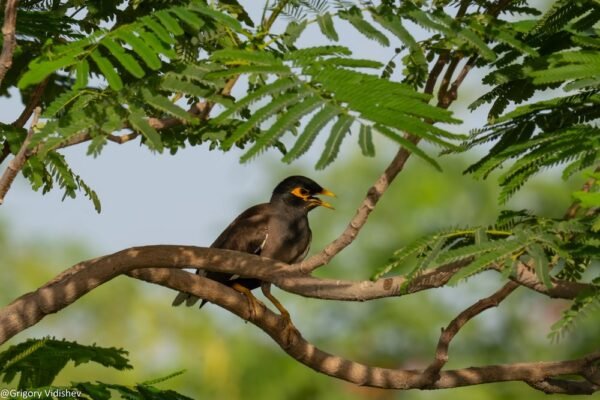 Common Myna