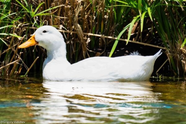 White Duck