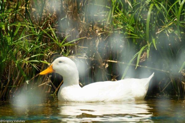 White Duck