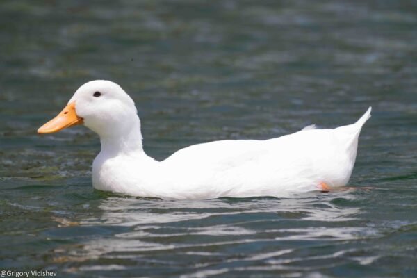 White Duck