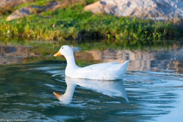 White Duck