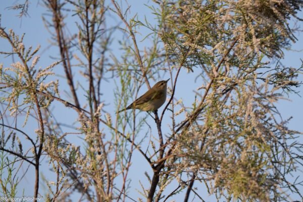 Common Chiffchaff
