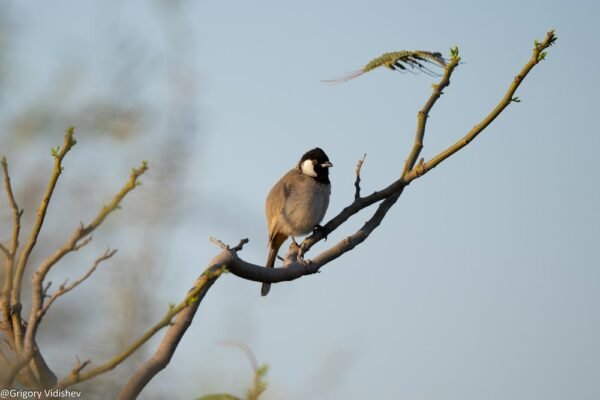 White-eared Bulbul