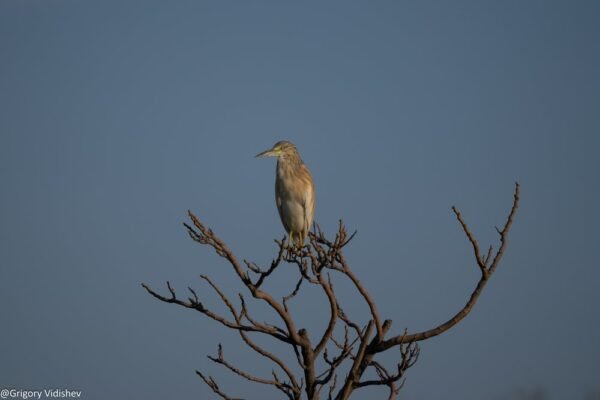 Squacco Heron
