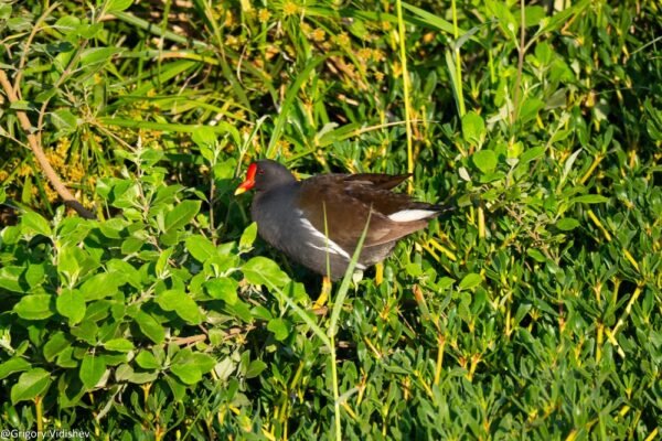 Common Moorhen