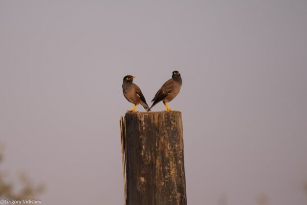 Common Mynas