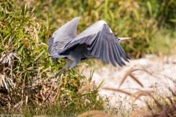 Flying Grey Heron