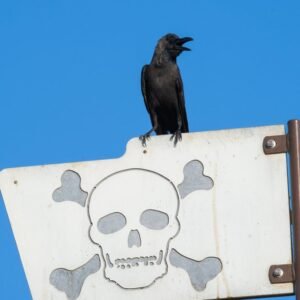 Crow