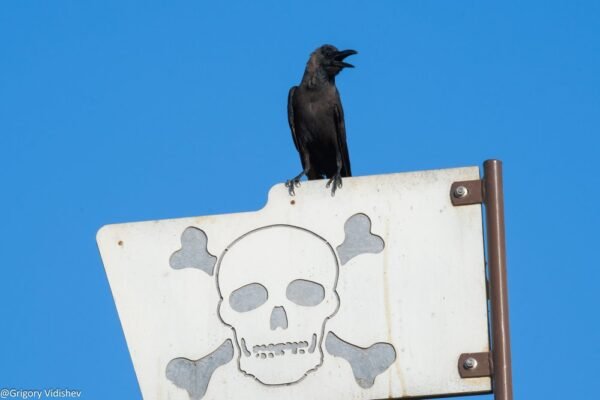 Crow