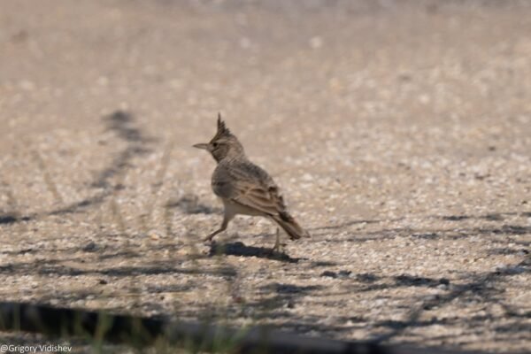 Crested Lark