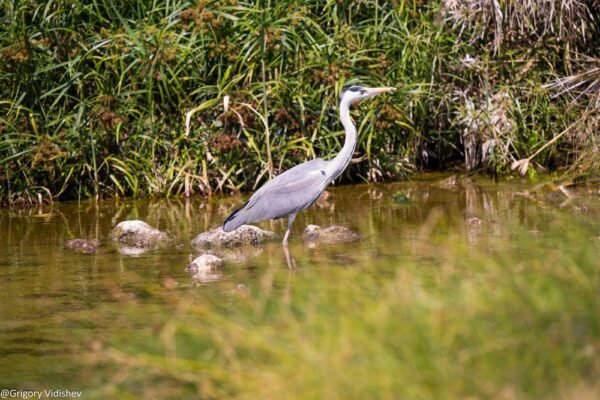 Grey Heron