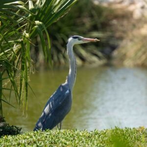 Grey Heron