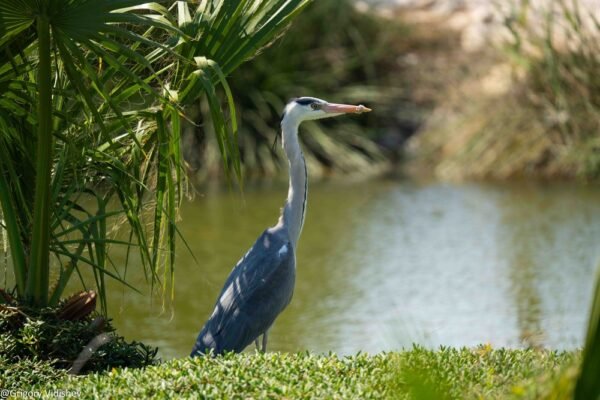 Grey Heron