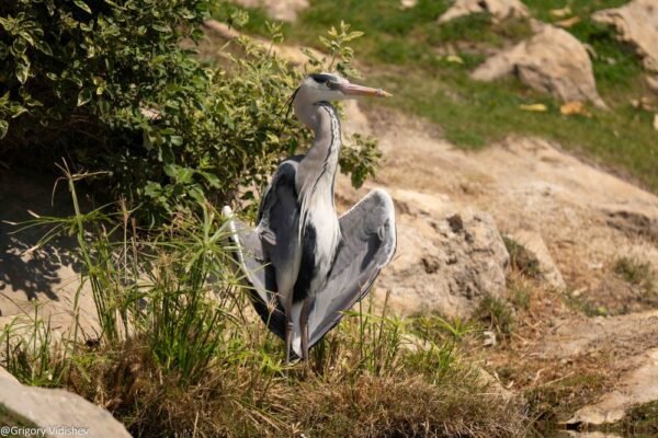 Grey Heron