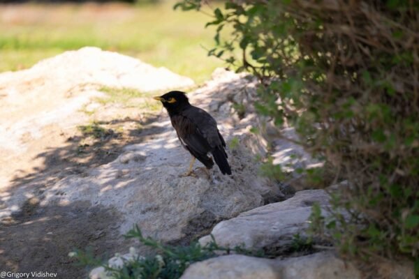 Common Myna