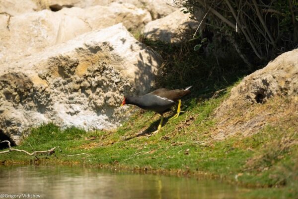 Common Moorhen