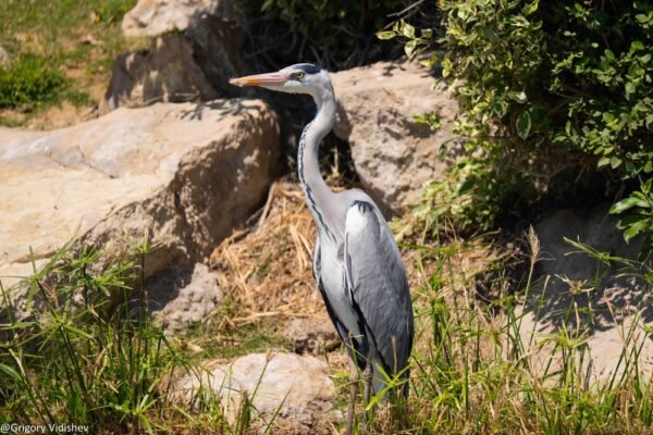 Grey Heron