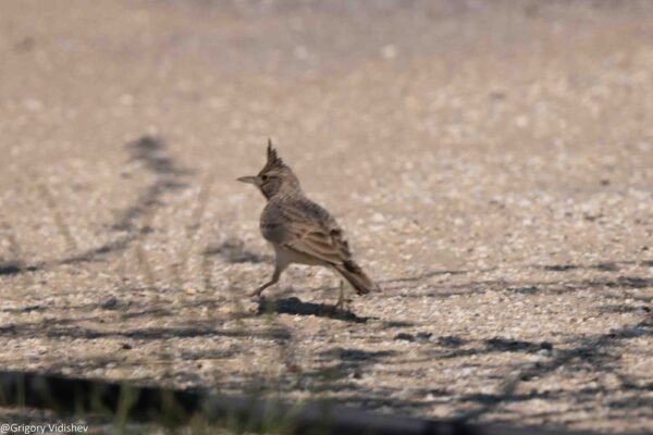 Crested Lark