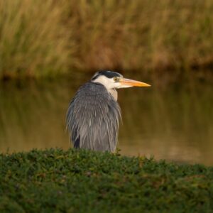 Grey Heron