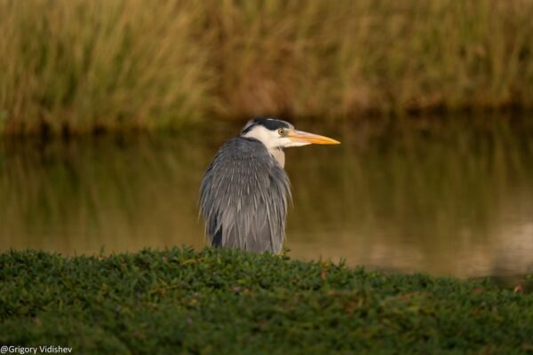 Grey Heron