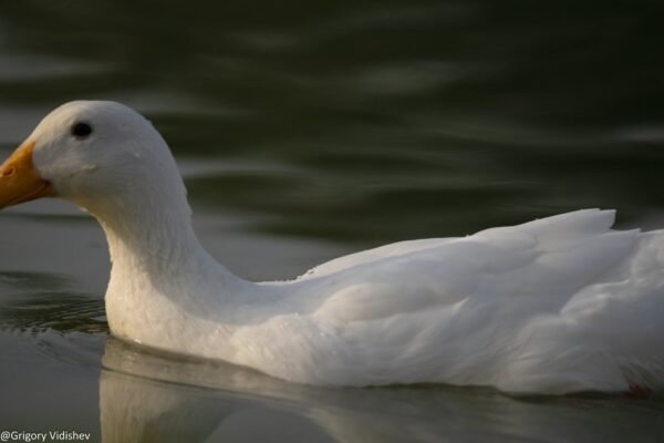 White Duck