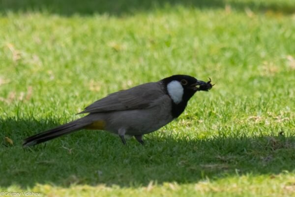 White-eared Bulbul Having Lunch