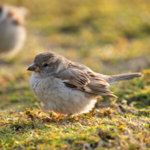 House Sparrow