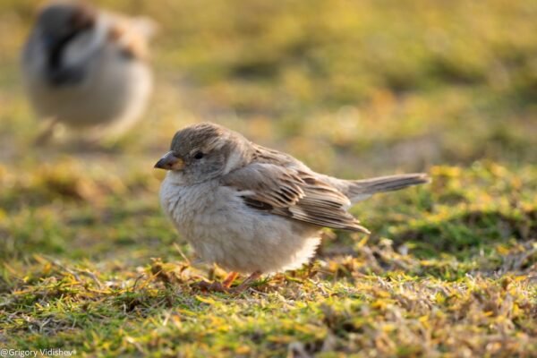 House Sparrow