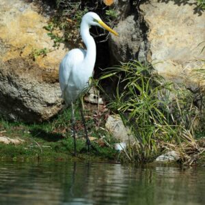 Great Egret In The Pond