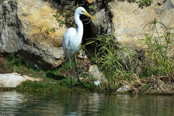 Great Egret In The Pond