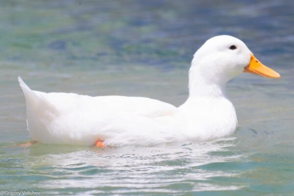 White Duck