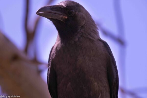 Crow