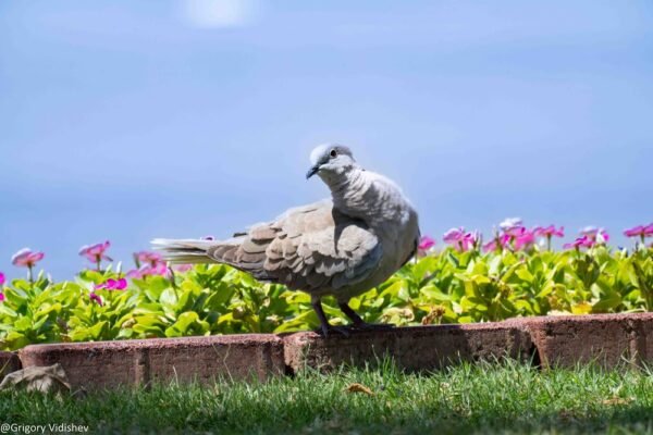White Collared Dove