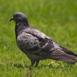 Pigeon