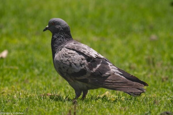 Pigeon